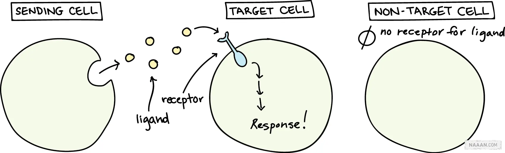 信号如何被传递